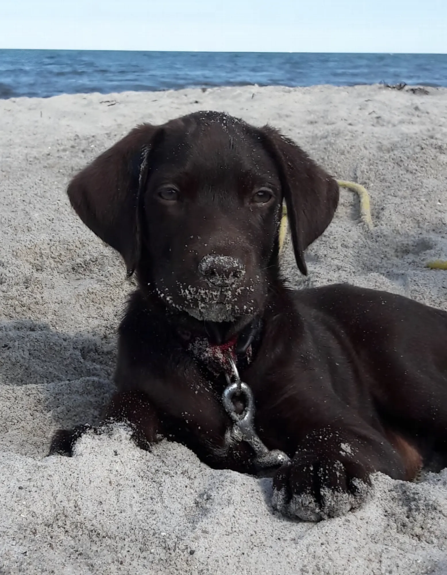 Labrador Elli als Welpe