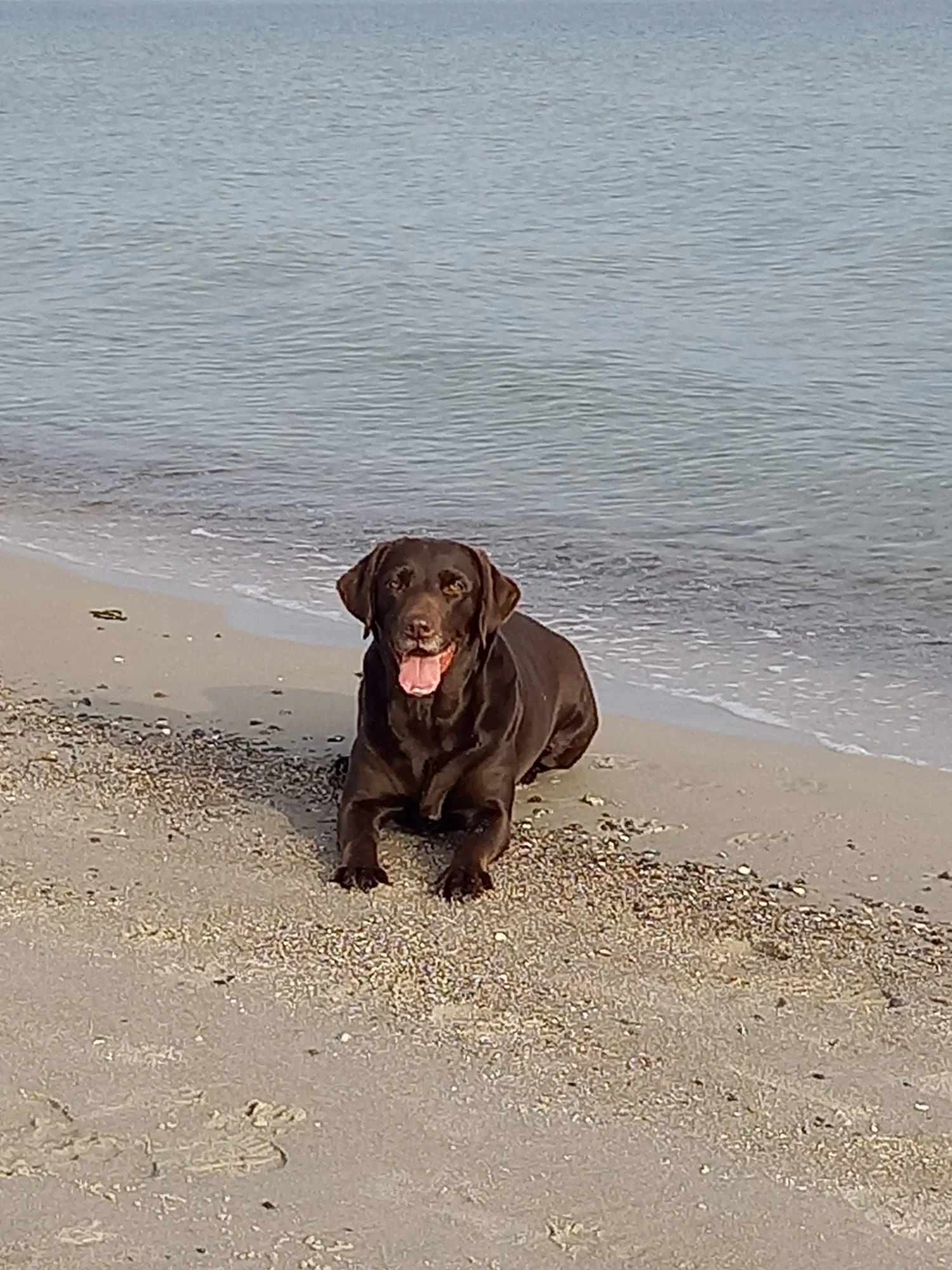 Labrador Elli