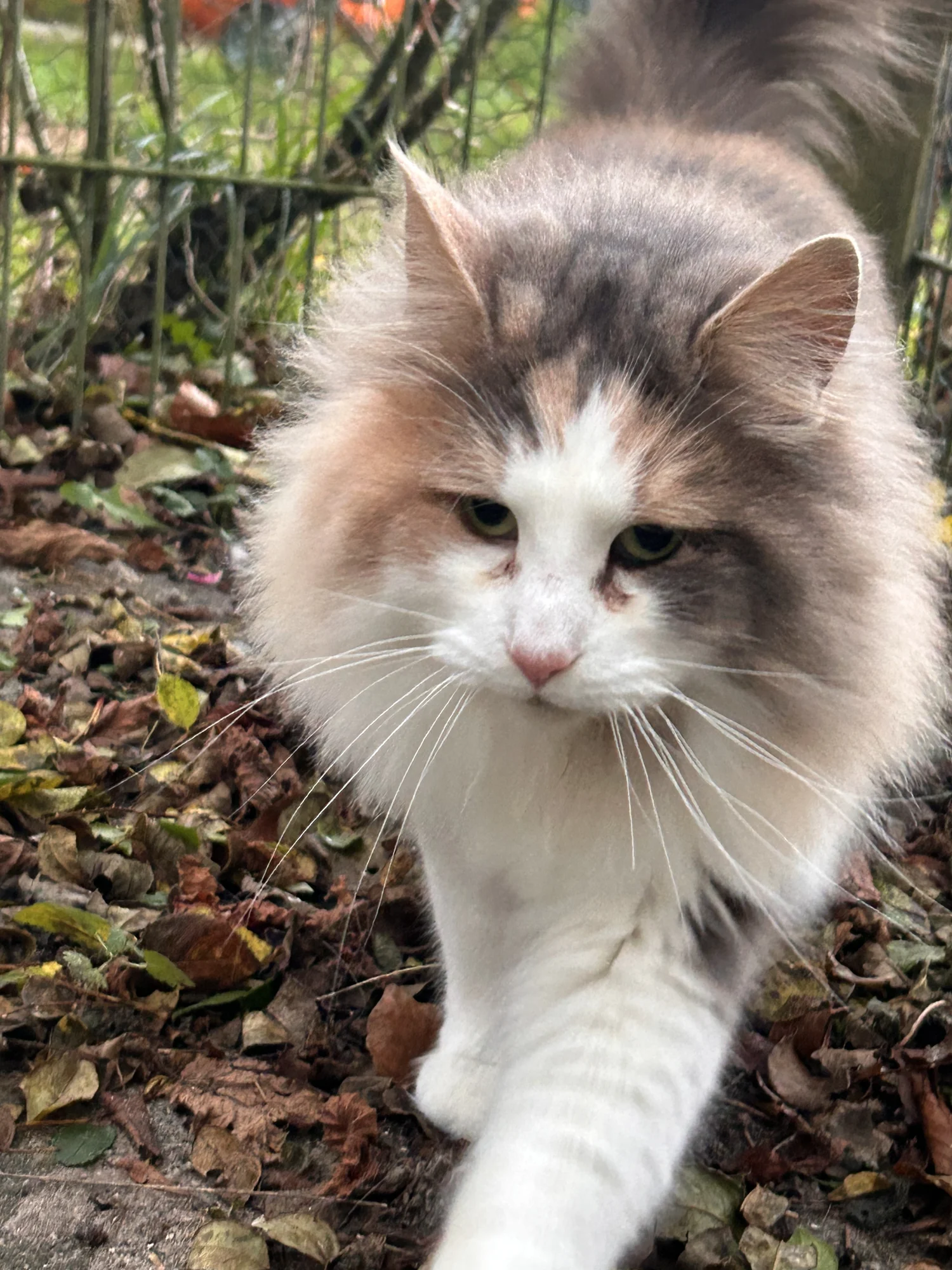Norweger-Katze Gretchen