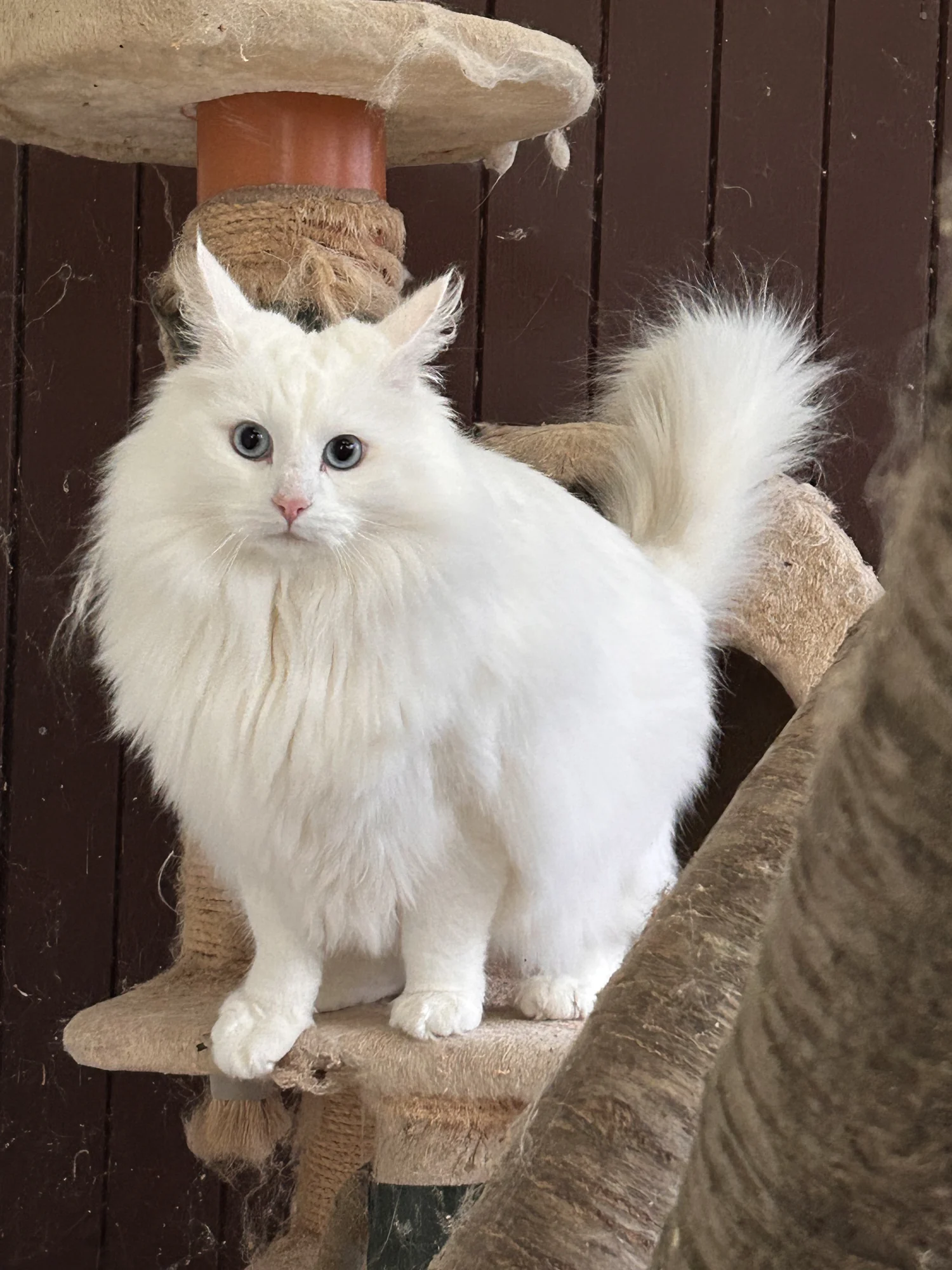 Norweger-Kater Hannes